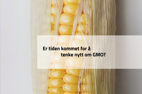 GMO illustrert ved hjelp av mais. Grafisk element med teksten: Er det på tide å tenke nytt om GMO