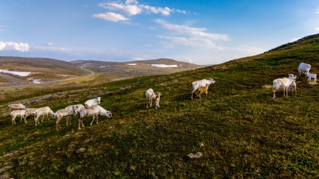 Reinsdyr beiter på vidda