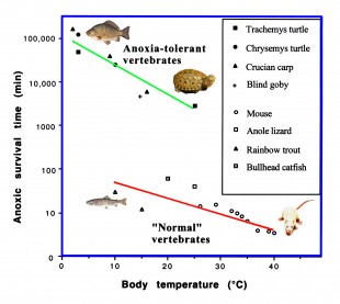 Illustrasjon som viser hvor lenge noen arter kan overleve uten oksygen. 