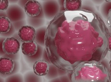 Stamceller og regenerativ medisin